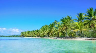Okyanus kıyısında palmiye ağaçları