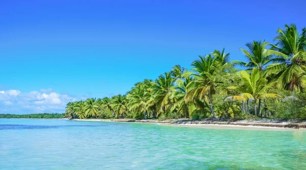 Palmeras junto al océano — Foto de Stock