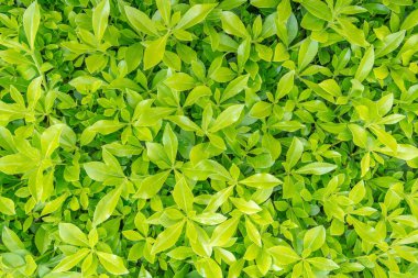 Yeşil çimen doğal arkaplan dokusu.