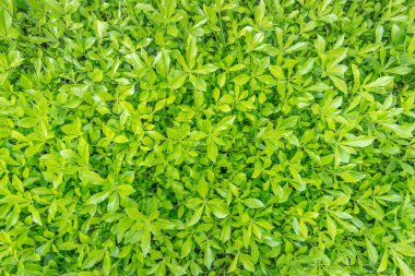 Taze bahar yeşil çim yakın çekim görüntüsü. arka planlar