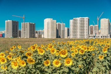 Büyük ayçiçeği ve mavi gökyüzü arka plan üzerinde bina yeni bir yüksek katlı