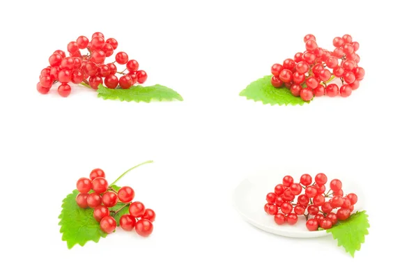 Viburnum-Beeren auf weißem Hintergrund — Stockfoto