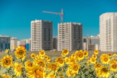 Mavi gökyüzü arka plan üzerinde yeni binalar yakınındaki büyük ayçiçeği tarlası