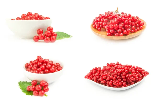 Collection of pimbina berries on a white background clipping path — Stock Photo, Image