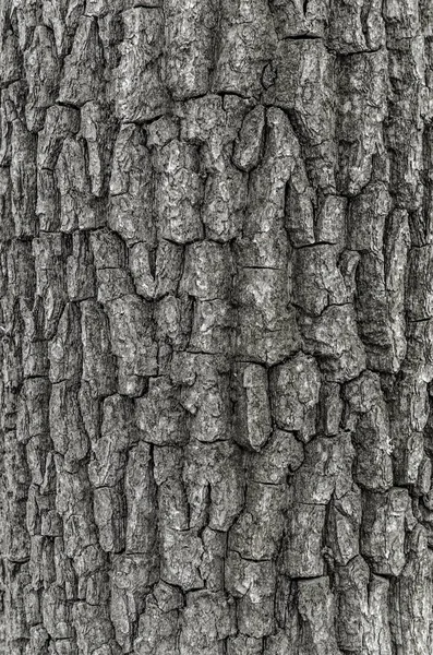 Het patroon van de schors van het droge boom. achtergrond — Stockfoto