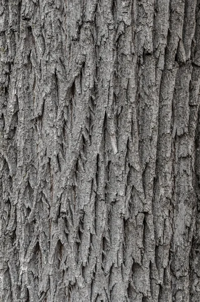Bark of Pine Tree Textura para fundo . — Fotografia de Stock