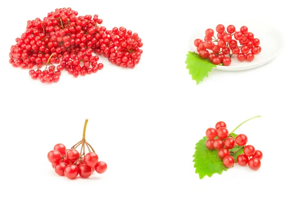 Collection of fresh and useful viburnum over a white background — Stock Photo, Image