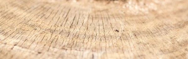 Tocón de árbol talado - sección del tronco con anillos anuales. antecedentes — Foto de Stock