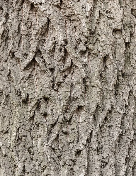 Kora drzewa tekstury pełną klatkę w przyrodzie tekstura tło. — Zdjęcie stockowe