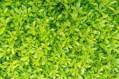 Golf sahasından güzel yeşil çimen dokusu