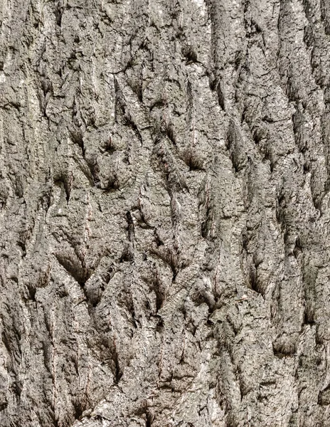 뒤에 가시 없는 나무 껍질 이 있다. 오래 된 나무의 갈색 죽순 질감. — 스톡 사진