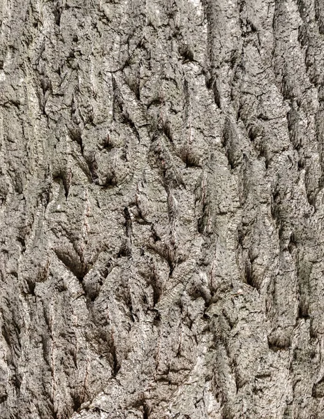 Fondo de corteza de árbol sin costuras. Textura de azulejo marrón del árbol viejo. — Foto de Stock