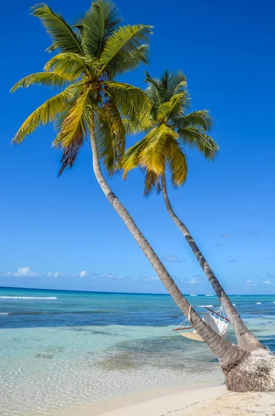 Praia de areia branca tropical perfeita com duas palmeiras — Fotografia de Stock