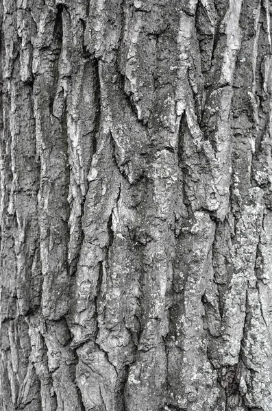 Dry tree bark texture background — Stock Photo, Image