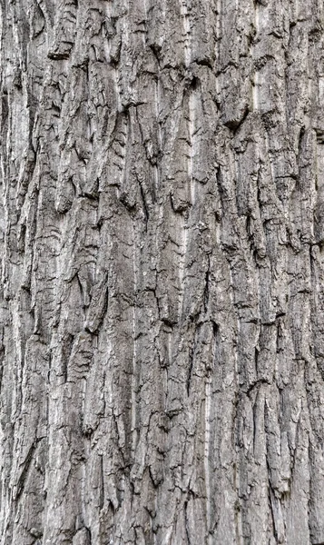 Albero senza cuciture corteccia sfondo. Texture grigia del vecchio albero . — Foto Stock