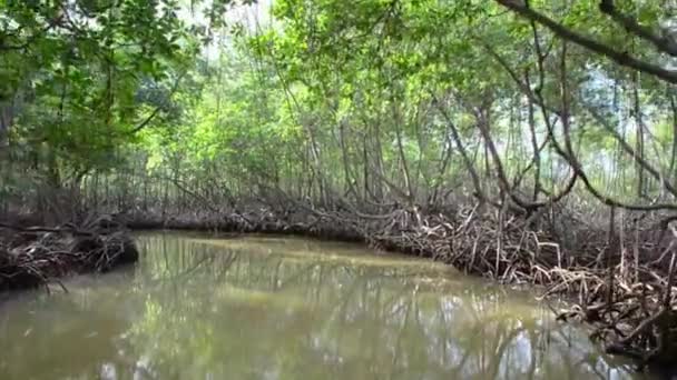 Le bateau flotte dans la forêt de mangroves 