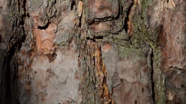 Karıncalar ormanda çam kabuğu yürümek