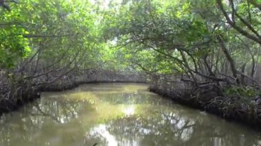 Mangrov orman Nehri Yolculuk