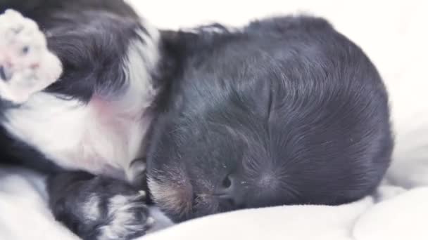 Mały Yorkshire Terrier, szczeniak w łóżku. Nowonarodzony szczeniak śpi i ziewa we śnie — Wideo stockowe