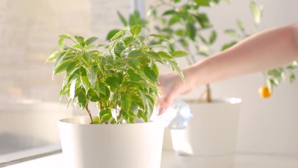 Watering the flower in the pot on white. — Stock Video