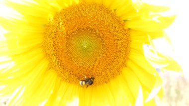 Çiçek açan ayçiçeği ile yaban arısı