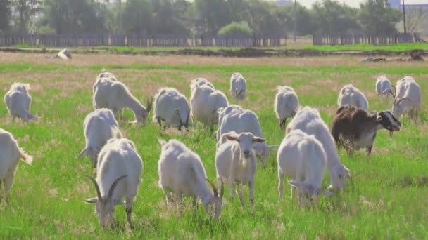 夏天阳光灿烂的中午,成群的山羊在绿色的草地上吃草.有孩子在农场里吃草的山羊家庭 — 图库视频影像