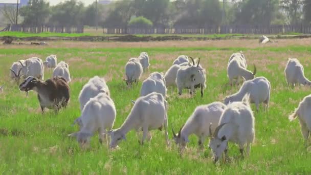 山羊在绿色的草地上吃草. — 图库视频影像