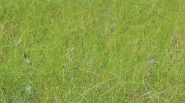 Çayırdaki çimenler rüzgarda sallanıyor.