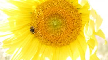 Arı bir ayçiçeği nden nektar toplar