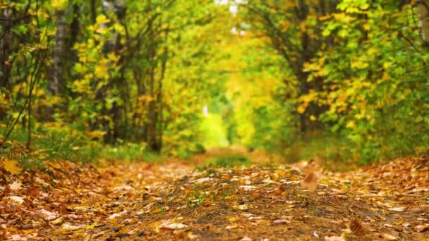 Caída de hojas de otoño en el bosque — Vídeos de Stock