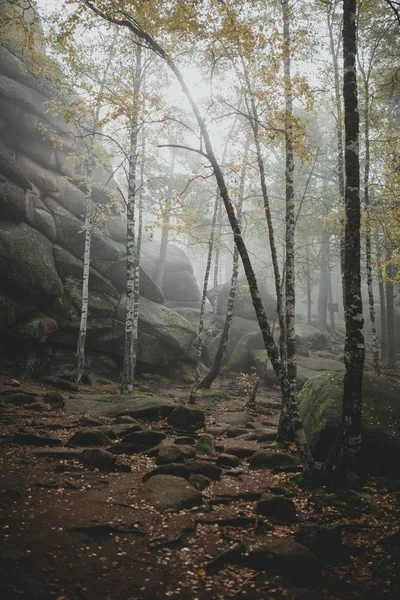 Trail through a mysterious dark old forest in fog. Autumn mornin — Stock Image Trail through a mysterious dark old forest in fog. Autumn mornin Stock Image