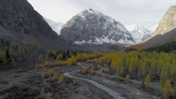 Flying over valley with autumn trees and river among high mountains. Video drone. 4k — Stock Footage Flying Valley Autumn Trees River High Mountains Video Drone Royalty Free Stock Footage