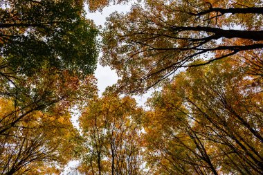 Resimde kayalar, Munising, ABD sonbahar ormanda. Ağaç seviyesinde, atışa görünümünü