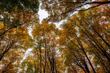Resimde kayalar, Munising, ABD sonbahar ormanda. Ağaç seviyesinde, atışa görünümünü