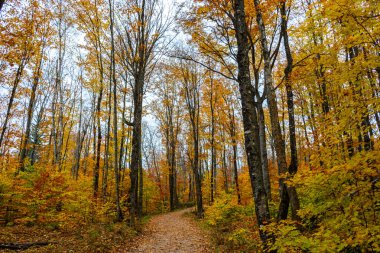 Kayalar Ulusal Lakeshore resimde orman iz,