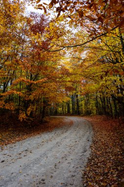 Sonbahar yol içinde orman, resimde kayalar Ulusal göl kıyısındaki Munisin