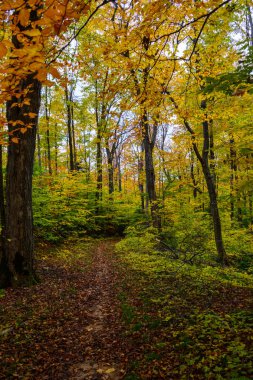 Kayalar Ulusal Lakeshore resimde orman iz,