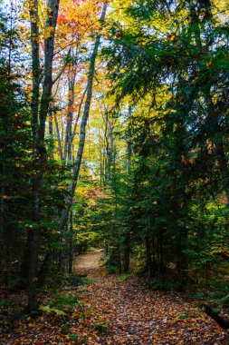 Kayalar Ulusal Lakeshore resimde orman iz,