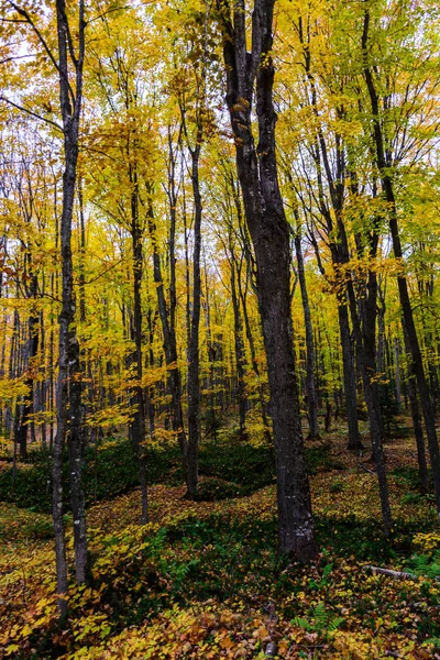 Sonbahar ormanda resimde kayalar, Munising, Mi, ABD