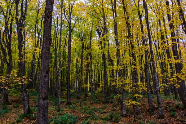 Hösten skogen i bilden stenar, Munising, Mi, Usa — Stockfoto