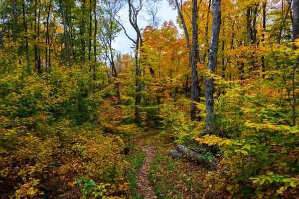 Forest trail in Pictured Rocks National Lakeshore, — Stock Photo, Image