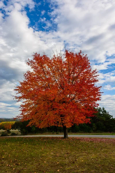 秋には、秋の風景。カラフルな葉のある木。赤い紅葉の木 — ストック写真