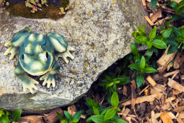 Jardim sapo decoração jardim de rocha com suculentas e mulch — Fotografia de Stock