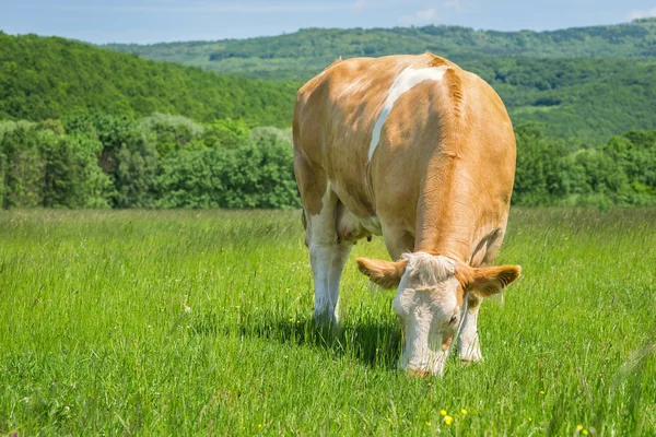 Vaca alimentándose de un pasto verde de verano — Foto de Stock