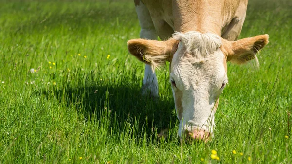 Vaca alimentándose de un pasto verde de verano — Foto de Stock