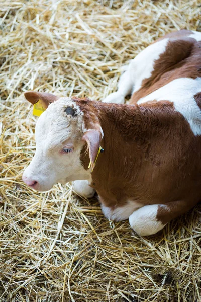 Cute calf, baby cow, agriculture industry, farming and husbandry concept — Stock Photo, Image