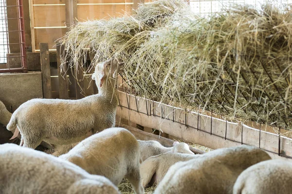 Rebanho de cordeiro alimentando-se de feno, indústria agrícola, agricultura e conceito de pecuária — Fotografia de Stock