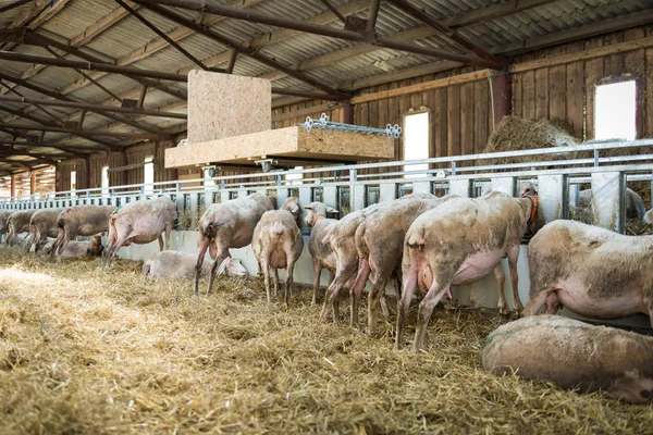 Nyáj birka etetés a széna, mezőgazdaság az ipar, mezőgazdaság, állattenyésztés koncepció — Stock Fotó