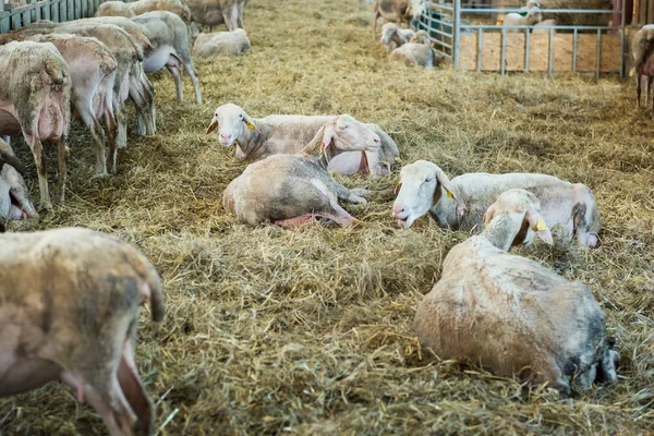 Flock of sheep feeding on hay, agriculture industry, farming and husbandry concept — Stock Photo, Image