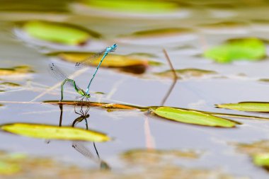 Coenagrion pulchellum, Azure kızböcekleri, işlem çiftleşme
